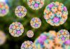 Desinformação é o principal entrave para vacina contra o HPV Desinformação é o principal entrave para vacina contra o HPV