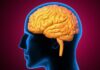 Estudo descobre uma possível ligação genética entre câncer e Alzheimer Estudo descobre uma possível ligação genética entre câncer e Alzheimer