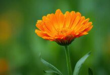 Estudo mostra que calêndulas são nova aposta de proteína vegetal Estudo mostra que calêndulas são nova aposta de proteína vegetal