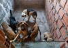 Homem é Preso Suspeito De Realizar Eutanásia Irregular De Cães No Interior Da Bahia Homem é Preso Suspeito De Realizar Eutanásia Irregular De Cães No Interior Da Bahia