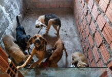Homem é Preso Suspeito De Realizar Eutanásia Irregular De Cães No Interior Da Bahia Homem é Preso Suspeito De Realizar Eutanásia Irregular De Cães No Interior Da Bahia