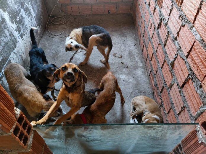 Homem é Preso Suspeito De Realizar Eutanásia Irregular De Cães Homem é Preso Suspeito De Realizar Eutanásia Irregular De Cães No Interior Da Bahia