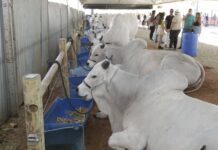Pecuária Baiana Começa 2026 Com Recorde Na Produção De Leite Aponta IBGE Pecuária Baiana Começa 2026 Com Recorde Na Produção De Leite Aponta IBGE