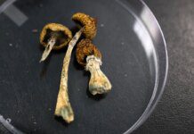 Psilocibina melhora fala e autonomia de idosa com Alzheimer Ícone de sino para notificações