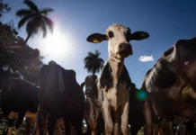 União Europeia Veta Importação De Carne Brasileira E Suspende Compras A Partir De Setembro União Europeia Veta Importação De Carne Brasileira E Suspende Compras A Partir De Setembro