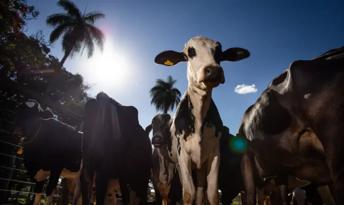 União Europeia Veta Importação De Carne Brasileira E Suspende Compras União Europeia Veta Importação De Carne Brasileira E Suspende Compras A Partir De Setembro