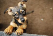 MPBA discute políticas públicas de proteção animal em Itacaré