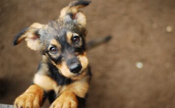 MPBA discute políticas públicas de proteção animal em Itacaré