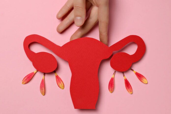 Após a menopausa, ovários podem assumir perfil de órgão imunológico