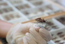 Brasil Ganha Nova Opção De Tratamento Contra Doença De Chagas Infantil Brasil Ganha Nova Opção De Tratamento Contra Doença De Chagas Infantil