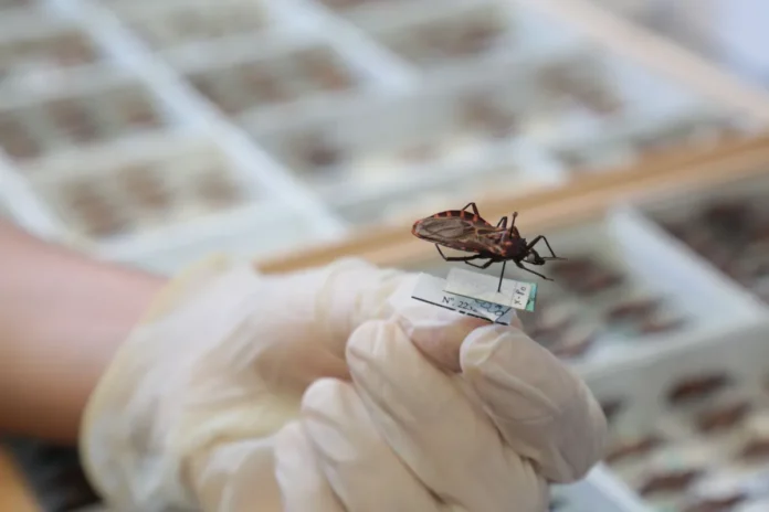 Brasil Ganha Nova Opção De Tratamento Contra Doença De Chagas Brasil Ganha Nova Opção De Tratamento Contra Doença De Chagas Infantil