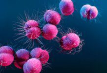 Casos de gonorreia resistente a antibiótico aumentam na Europa Casos de gonorreia resistente a antibiótico aumentam na Europa