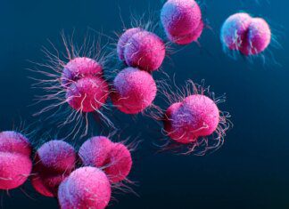 Casos de gonorreia resistente a antibiótico aumentam na Europa Casos de gonorreia resistente a antibiótico aumentam na Europa