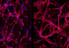 Cientistas criam células da retina em laboratório para tratar cegueira Cientistas criam células da retina em laboratório para tratar cegueira