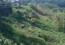 Serviços de capinagem são intensificados em diferentes pontos de Ilhéus.