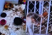 Maus-tratos: Denúncia De 28 Gatos Leva Polícia A Imóvel E Revela Cenário De Abandono Com Animais Mortos E Em Decomposição Maus-tratos: Denúncia De 28 Gatos Leva Polícia A Imóvel E Revela Cenário De Abandono Com Animais Mortos E Em Decomposição