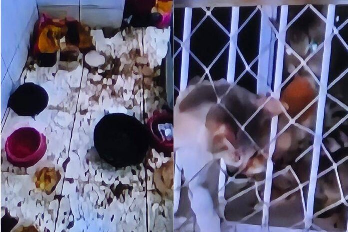 Maus-tratos: Denúncia De 28 Gatos Leva Polícia A Imóvel E Revela Cenário De Abandono Com Animais Mortos E Em Decomposição