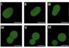Pesquisadores desenvolvem célula sintética que se reproduz sozinha Pesquisadores desenvolvem célula sintética que se reproduz sozinha