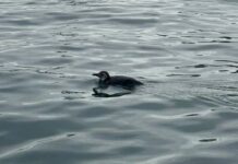 Pinguim é Resgatado Em área Portuária De Salvador Pinguim é Resgatado Em área Portuária De Salvador