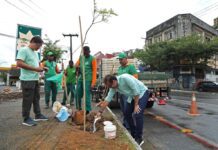 Prefeitura Replanta árvores Em área Alvo De Vandalismo No Comércio Prefeitura Replanta árvores Em área Alvo De Vandalismo No Comércio
