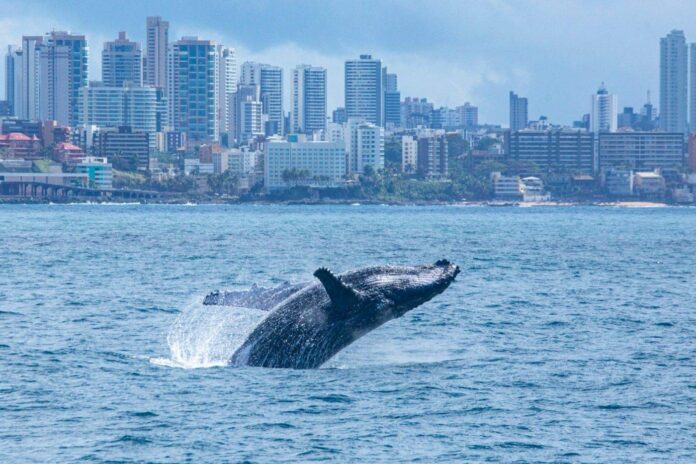 Temporada Das Baleias Movimenta Turismo De Observação Em Salvador