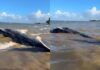 VÍDEO: Baleia-jubarte é Encontrada Morta Na Praia Da Gamboa VÍDEO: Baleia-jubarte é Encontrada Morta Na Praia Da Gamboa