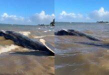 VÍDEO: Baleia-jubarte é Encontrada Morta Na Praia Da Gamboa VÍDEO: Baleia-jubarte é Encontrada Morta Na Praia Da Gamboa