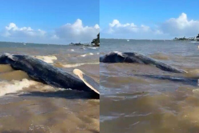 VÍDEO: Baleia-jubarte é Encontrada Morta Na Praia Da Gamboa VÍDEO: Baleia-jubarte é Encontrada Morta Na Praia Da Gamboa
