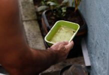 Foco De Dengue? Veja Quais Regiões De Salvador Concentram Mais Focos Do Aedes Aegypti Foco De Dengue? Veja Quais Regiões De Salvador Concentram Mais Focos Do Aedes Aegypti