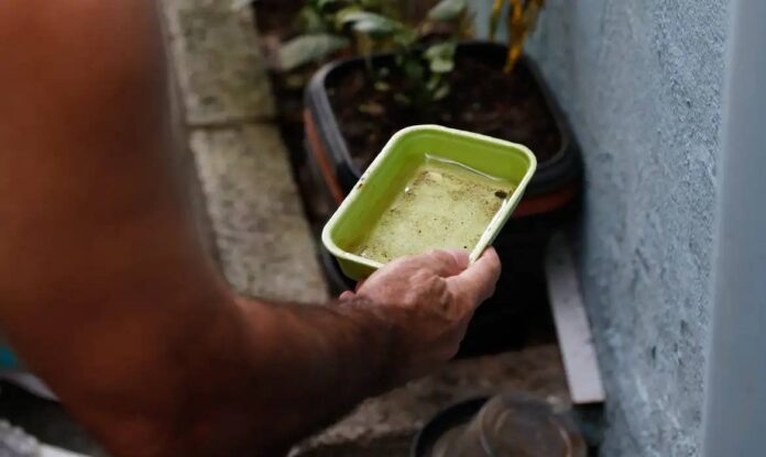 Foco De Dengue? Veja Quais Regiões De Salvador Concentram Mais Focos Do Aedes Aegypti