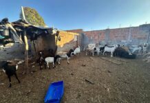 Homem é Preso Em Flagrante Por Abate Clandestino De Animais Na Bahia Homem é Preso Em Flagrante Por Abate Clandestino De Animais Na Bahia