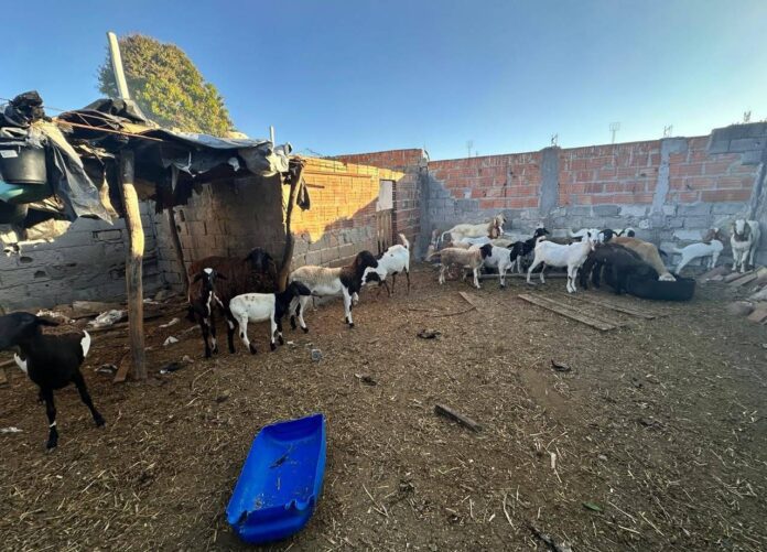 Homem é Preso Em Flagrante Por Abate Clandestino De Animais Na Bahia