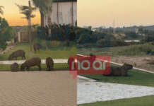 Jardim Diferenciado? Capivaras São Flagradas Em Condomínio De Luxo Na Bahia Jardim Diferenciado? Capivaras São Flagradas Em Condomínio De Luxo Na Bahia