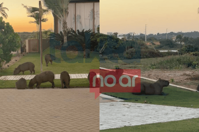 Jardim Diferenciado? Capivaras São Flagradas Em Condomínio De Luxo Na Bahia