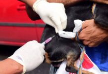 Seu Pet Ainda Não Foi Vacinado? Veja Onde Haverá Vacinação Gratuita Em Salvador Seu Pet Ainda Não Foi Vacinado? Veja Onde Haverá Vacinação Gratuita Em Salvador