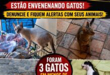 Quando a Causa Animal Entrará na Agenda dos Candidatos?