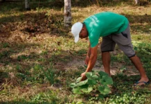 Edital seleciona cidades do sul da Bahia para projeto que fortalece alimentação escolar agroecológica