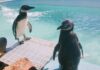 Encontrou um pinguim na praia? Saiba o que fazer Encontrou um pinguim na praia? Saiba o que fazer