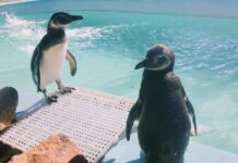 Encontrou um pinguim na praia? Saiba o que fazer Encontrou um pinguim na praia? Saiba o que fazer