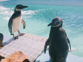 Encontrou um pinguim na praia? Saiba o que fazer Encontrou um pinguim na praia? Saiba o que fazer