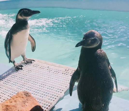 Encontrou um pinguim na praia? Saiba o que fazer Encontrou um pinguim na praia? Saiba o que fazer