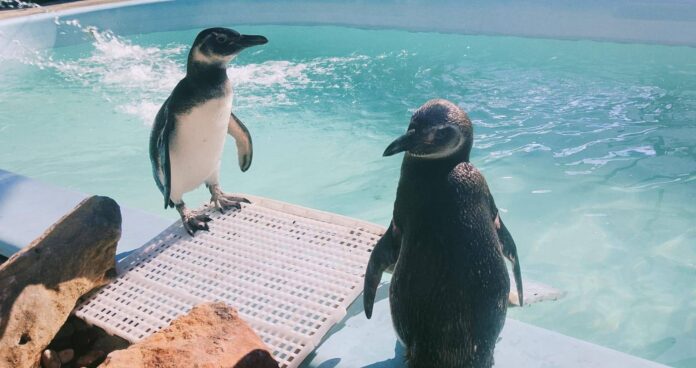 Encontrou um pinguim na praia? Saiba o que fazer Encontrou um pinguim na praia? Saiba o que fazer