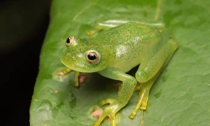 Rã De Pouco Mais De 2 Centímetros é Identificada Como Rã De Pouco Mais De 2 Centímetros é Identificada Como Nova Espécie No Cerrado