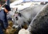 França registra 1º caso humano do vírus Shamonda que afeta animais