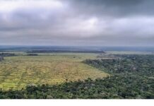 Amazônia E Cerrado Registram Menor área Desmatada De Suas Séries Históricas Amazônia E Cerrado Registram Menor área Desmatada De Suas Séries Históricas