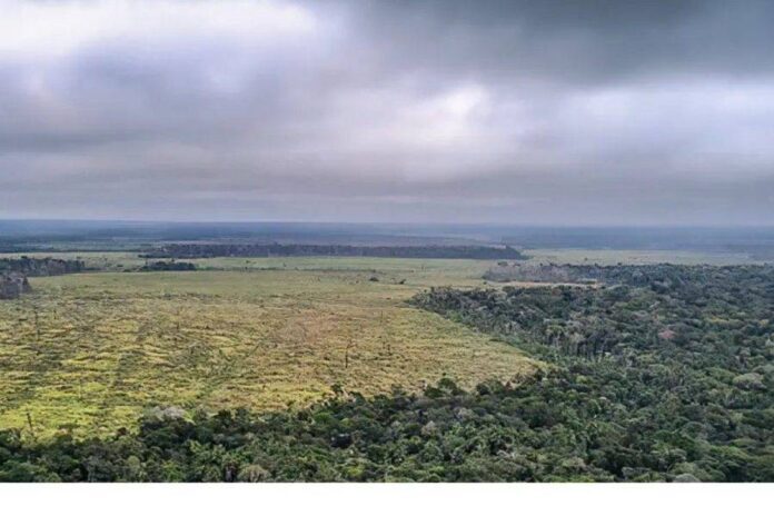 Amazônia E Cerrado Registram Menor área Desmatada De Suas Séries Históricas