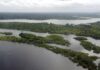 Fundo Florestal Criado Pelo Brasil Receberá US$ 500 Milhões De Investimento Estrangeiro Fundo Florestal Criado Pelo Brasil Receberá US$ 500 Milhões De Investimento Estrangeiro
