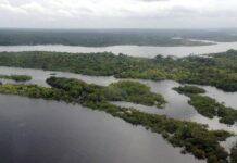 Fundo Florestal Criado Pelo Brasil Receberá US$ 500 Milhões De Investimento Estrangeiro Fundo Florestal Criado Pelo Brasil Receberá US$ 500 Milhões De Investimento Estrangeiro
