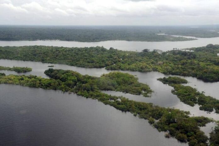 Fundo Florestal Criado Pelo Brasil Receberá US$ 500 Milhões De Investimento Estrangeiro